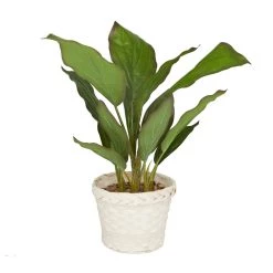Hot Sale 💯 2ft. Coastal Style Artificial Foliage in White Bamboo Pot by Ivory and Iris 😉